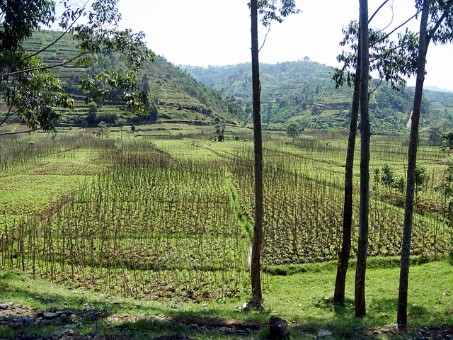 Landschaft in Ruanda