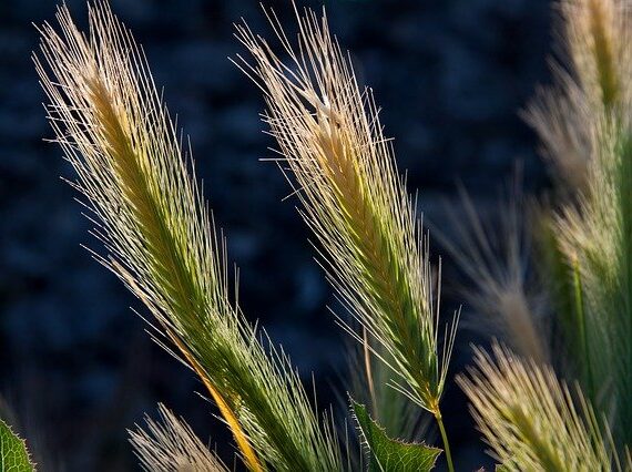 Födermittel für Landwirtschaft und Gartenbau