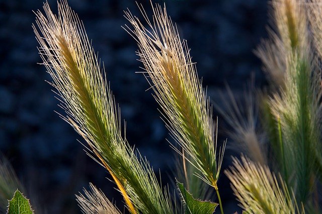 Födermittel für Landwirtschaft und Gartenbau